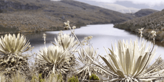 Imagen del páramo de Sumapaz.