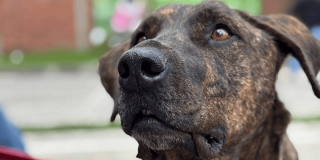 Primer plano de perro de pelaje atigrado durante jornada de adopción responsable del IDPYBA en Bogotá, con mirada al frente y fondo desenfocado.
