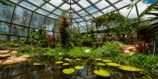 Interior del Tropicario del Jardín Botánico de Bogotá con estanque de plantas acuáticas, especies tropicales, jardines biodiversos y estructura de vidrio que conserva diferentes ecosistemas.