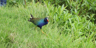Imagen de una tingual azul en el cesped