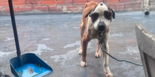 Perro víctima de maltrato animal permanece encadenado en vivienda durante operativo de rescate y protección animal en Bogotá en la localidad de Rafael Uribe Uribe.