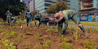 Personal del Jardín Botánico realiza labores de siembra y mantenimiento de plantas ornamentales en jardinera de la calle 26, con edificaciones, vía urbana y vehículos visibles al fondo.