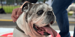 Primer plano de perro bulldog de edad avanzada con correa en espacio público de Bogotá.