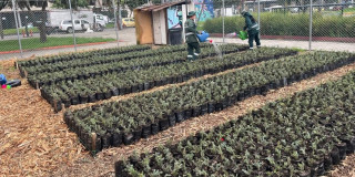 Segundo vivero temporal urbano de Bogotá con producción de material vegetal para proyectos de jardinería y restauración ambiental.