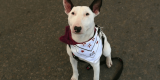 Perro bull terrier sentado en una calle de Bogotá.