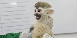Mono ardilla juvenil recuperado por las autoridades ambientales de Bogotá durante operativo de protección y rescate de fauna silvestre.