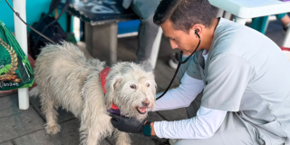 Foto de un veterinario examinando un perro blanco 