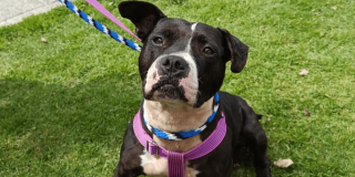 Primer plano de perro negro y blanco con arnés morado y collar azul, sentado sobre césped mientras permanece sujeto con una correa.