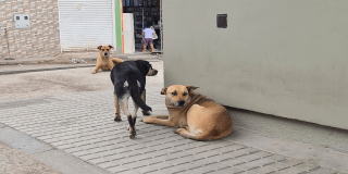 Tres perros permanecen en una calle residencial de Bogotá; dos descansan sobre el andén mientras otro camina entre ellos, en un entorno urbano con viviendas, locales comerciales y tránsito peatonal del sector.