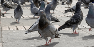 Grupo de palomas camina sobre superficie adoquinada en plaza pública de Bogotá.