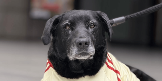 Perro negro adulto con correa observa a la cámara sentado en una calle de la ciudad de Bogotá.