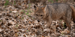 Zorro perruno camina sobre un suelo cubierto de hojarasca en área natural de Bogotá, rodeado de vegetación y bosque nativo.