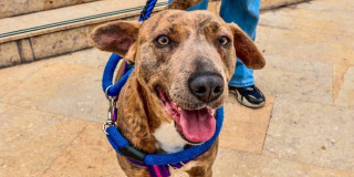 Primer plano de perro atigrado con arnés azul y morado, de pie sobre piso de piedra, mirando a la cámara mientras es sujetado con correa en un espacio urbano.