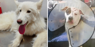 Perra husky siberiano y perro pitbull víctimas de violencia.