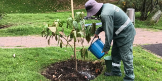 Trabajador del Jardín Botánico riega árbol recién plantado durante labores de recuperación de zonas verdes en Bogotá.