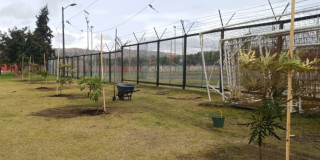 Árboles nativos recién plantados junto a cancha deportiva en el Parque El Tunal durante jornada de restauración ambiental.