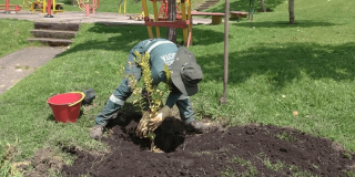 Trabajador del Jardín Botánico de Bogotá realiza siembra de árbol durante jornada de rescate arbóreo y recuperación ambiental en espacio público de la ciudad.