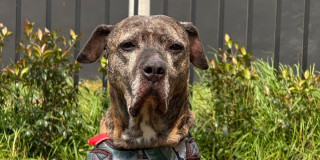Astra Milagros, perrita pitbull de 15 años adoptada en Bogotá, posa en zona verde tras encontrar un nuevo hogar.