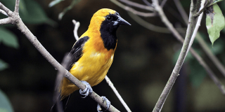 Ave amarilla y negra posada sobre una rama entre vegetación, con plumaje amarillo brillante en cabeza y pecho, alas oscuras y pico negro.