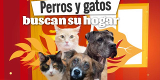 Portal “Perros y gatos buscan su hogar” para reportar y encontrar animales perdidos en Bogotá, con imágenes de perros y gatos.