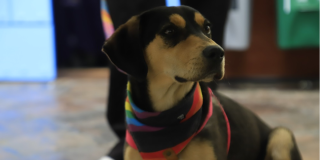 Imagen de un perrito de color negro con café que lleva en su cuello una pañoleta roja.