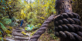 Foto que muestra árboles y un sendero ecológico 