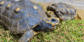 Foto de dos tortugas en una zona verde en Bogotá.