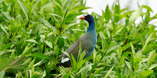 Tingua azul entre la vegetación de un humedal de Bogotá, ave migratoria que encuentra refugio temporal en los ecosistemas acuáticos del Distrito.