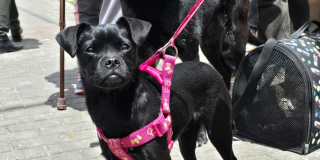 Foto de un perro negro con una pechera rosada 