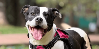 Perro blanco y negro con arnés rosado en un parque. El animal de compañía aparece en primer plano sobre un fondo desenfocado de zonas verdes.