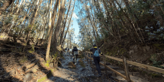 Foto que muestra un Sendero Ecológico, árboles y personas caminando 