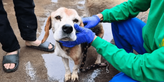 Personal veterinario atiende a un perro de compañía durante operativo de rescate en el barrio La Gloria Oriental en la localidad de San Cristóbal en Bogotá.