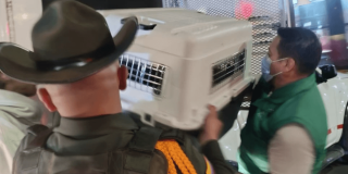 Policía y funcionario de Bogotá cargan guacal con canina rescatada en Transmilenio