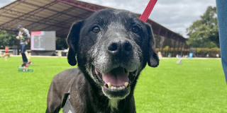 Perro negro de edad avanzada con arnés, en primer plano sobre una zona verde en Bogotá.