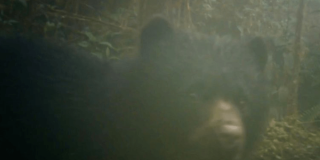 Oso andino y su cría captados por una cámara trampa en un bosque de montaña de La Calera.