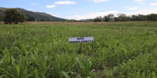 Foto de un cultivo en Cundinamarca