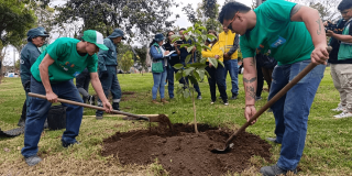Participantes realizan la siembra de un árbol durante una jornada de recuperación del arbolado joven en la avenida Las Américas