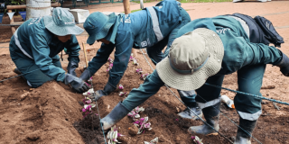 Personal del Jardín Botánico de Bogotá realiza labores de siembra de plantas en una jardinera del parque El Nogal.