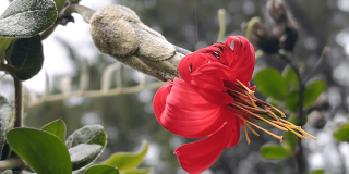 Primer plano de una flor de mutisia de color rojo intenso con largos estambres amarillos, acompañada de un botón floral cubierto de vellosidades.