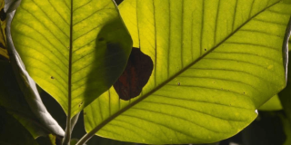 Primer plano de hojas verdes de una magnolia iluminadas por la luz natural.