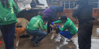 Funcionarios del IDPYBA y la Policía de Bogotá en operativo de rescate de nueve animales.