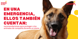 Pieza gráfica con la imagen de un perro y el texto: “En una emergencia, ellos también cuentan: recomendaciones para proteger a los animales de compañía durante un sismo”. Incluye los logos de Bogotá, mi Ciudad, mi Casa.
