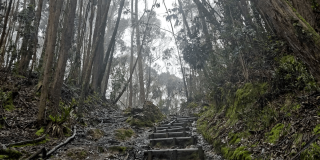 Foto que muestra un sendero ecológico y árboles de los Cerros Orientales de Bogotá.
