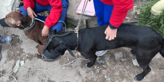 Dos perros con correas y bozal son sujetados por personal de atención animal durante un procedimiento en un sector residencial con superficie de tierra y piedra.