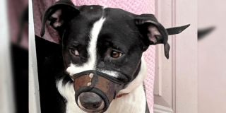 Perro de pelaje negro y blanco con bozal colocado en el hocico, asomado desde una puerta en una vivienda de Bogotá.