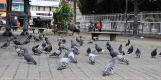 Foto de unas palomas en Bogotá