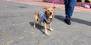 Foto de un perro de la localidad de kennedy 