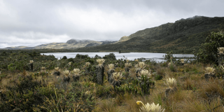 Paisaje de vegetación de páramo con frailejones en primer plano, una laguna al fondo y montañas cubiertas de vegetación bajo un cielo nublado.