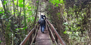 Persona caminando por un sendero peatonal de madera con barandas metálicas, rodeado de vegetación densa y árboles en el humedal La Conejera.