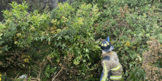 Persona con traje de bombero realiza labores entre vegetación densa en una zona de ladera cubierta por arbustos y plantas verdes.